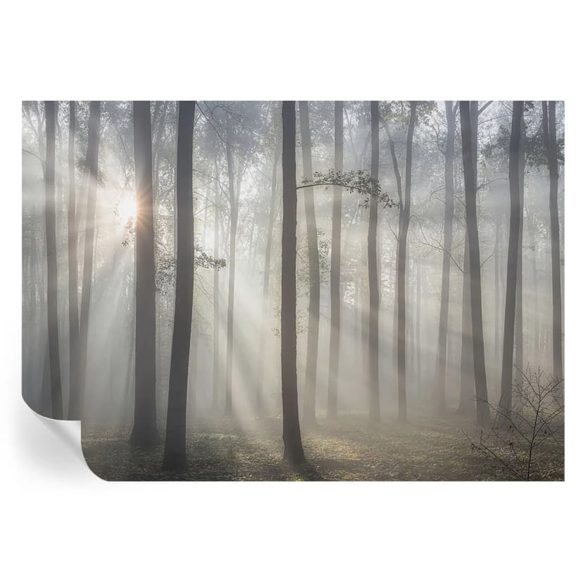 Tapete Selbstklebend kleisterfrei Morgendliche Stille Zwischen Den Bäumen