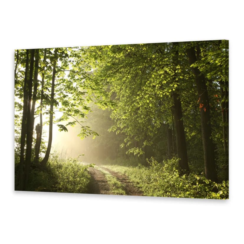 Leinwand-Bilder Wandbild Druck auf Canvas Kunstdruck Waldweg