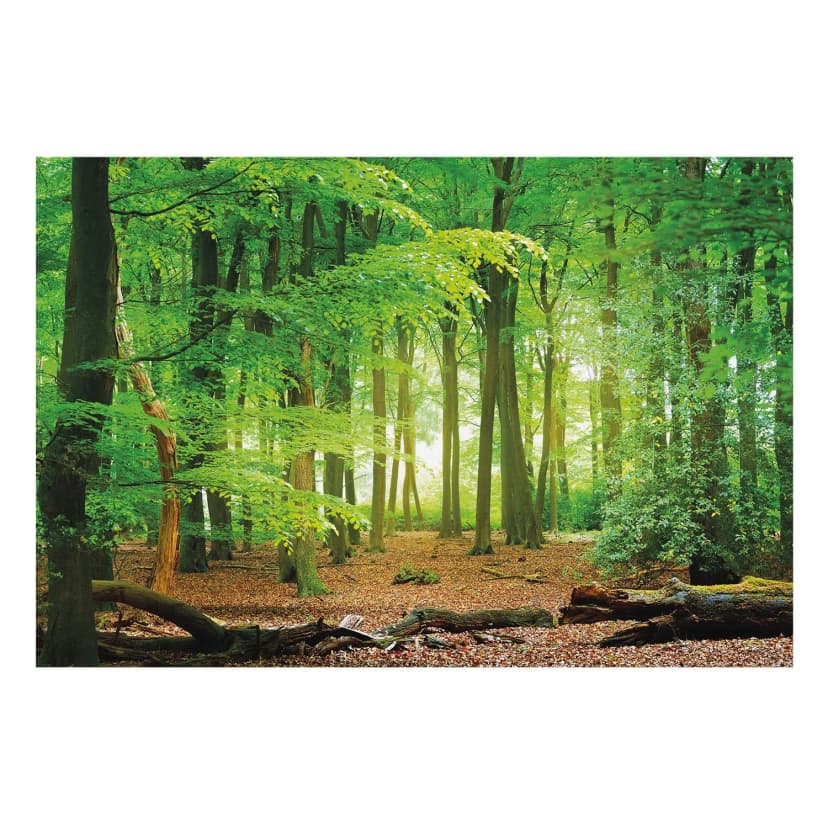 Vliesdruck Tapete Vlies Wand Dekoration Bildtapete Fototapete Grüner Wald Grün