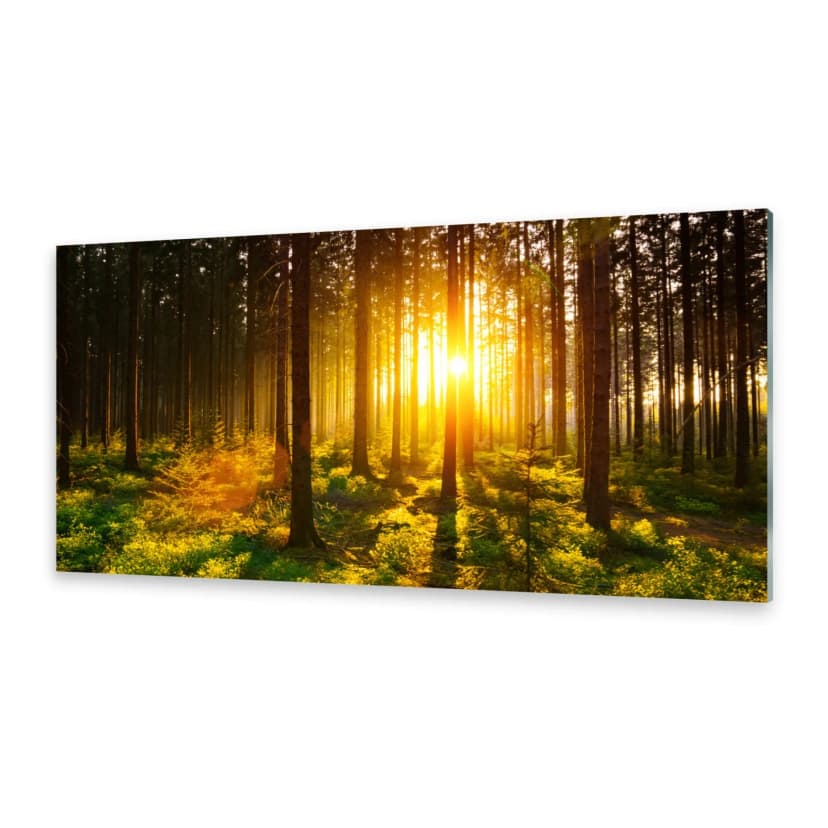 Acrylglasbilder Wandbild aus Plexiglas® Bild Wald Sonne