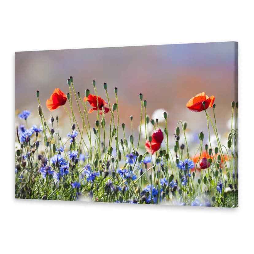 Leinwand-Bilder Wandbild Druck auf Canvas Kunstdruck Mohn- und Kornblumen
