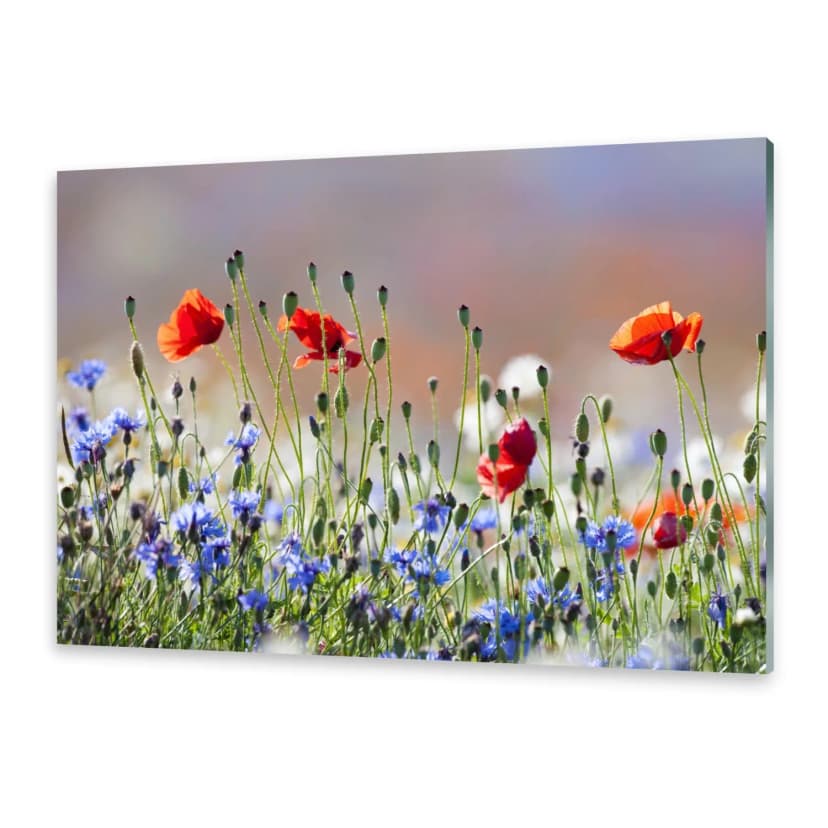 Glasbilder Wandbild Druck auf Glas Mohn- und Kornblumen