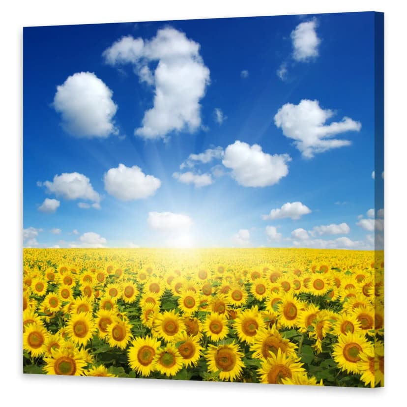Leinwand-Bilder Wandbild Druck auf Canvas Kunstdruck Feld Sonnenblumen